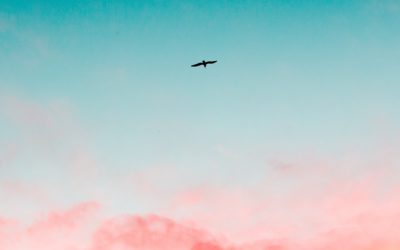 Tornare a volare (Privé)