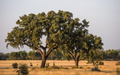 Dalla quercia alla bottiglia: la sostenibilità che premia