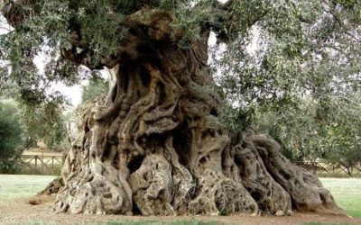 La sofferenza di un ulivo, la voce di un uomo